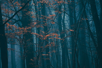 misty autumn forest in the morning 