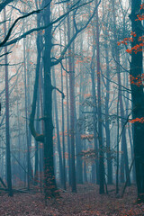 misty autumn forest in the morning 
