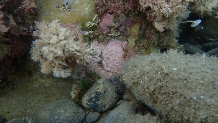 Coraline crust algae or paint weed (Lithophyllum incrustans) undersea, Ligurian Sea, Italy, Imperia