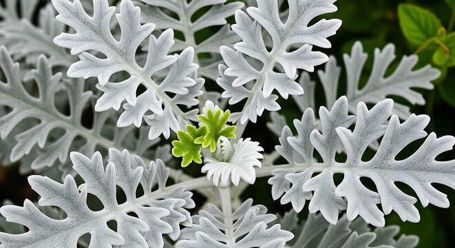 Close up of a Dusty Miller plant with silvery white leaves and new green growth.