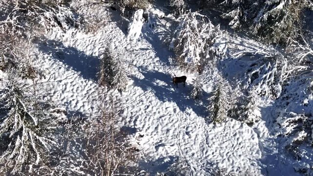 Spinning drone shot above a deer standing in a snowy forest clearing. The rotation reveals winter trees and textured snow patterns around the animal.