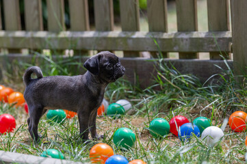 Mops Welpe steht zwischen B&auml;llen im Garten