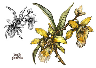 Botanical illustration of Vanilla planifolia orchid, tropical flowers in color and outline engraving. Ideal for decor, botanical art, templates, gardening, vintage spice labels