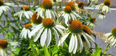 A bee collecting nectar on a white echinacea purpurea flower. Panorama. © Tanya