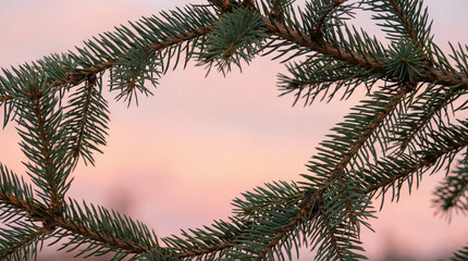 Obraz premium Evergreen pine tree branches in sharp focus against a soft pastel sunset sky creating a tranquil natural forest atmosphere