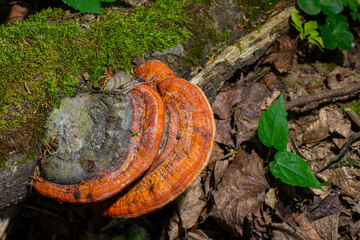 Fomitopsis pinicola, is a stem decay fungus common on softwood and hardwood trees. Its conk fruit body is known as the red-belted conk. The species is common throughout temperate Europe and Asia