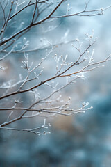 Obraz premium A branch covered in frost and snow