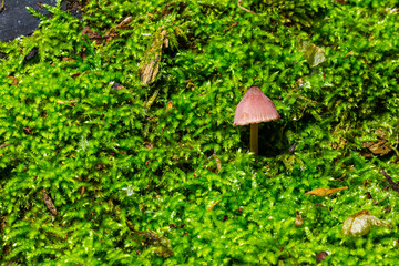 Small pink mushroom growing on vibrant green moss in a forest during daylight