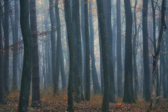 misty autumn forest  - Powered by Adobe