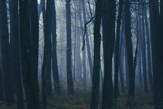 misty autumn forest  - Powered by Adobe