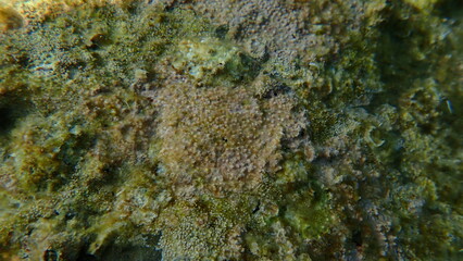Coraline crust algae or paint weed (Lithophyllum incrustans) undersea, Ligurian Sea, Italy, Imperia