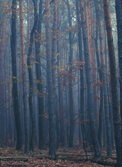 misty autumn forest in the morning	