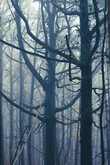 misty autumn forest in the morning	