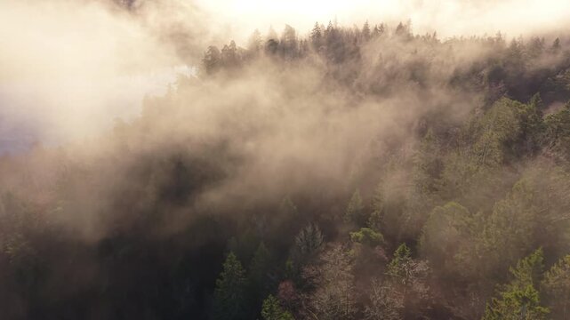 Mist covers a forest in Sweden during early morning hours with trees partially hidden in fog
