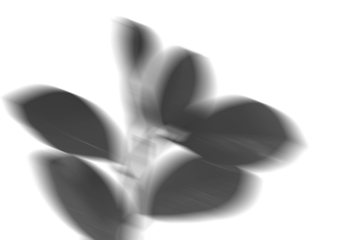 A silhouette of a botanical leaf with a soft shadow effect. It is designed for use in visual design projects, enhancing different elements