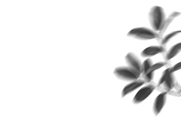 Shadows from leaves are cast onto a light background. This effect can enhance various types of visuals. The shadows add depth and texture to the design