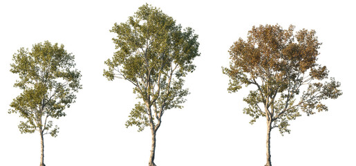 Naklejka premium Set of autumn Morus alba (known as white mulberry, common mulberry and silkworm mulberry) frontal street trees isolated png in sunny daylight on a transparent background perfectly cutout