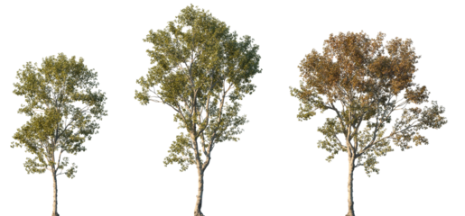 Set of autumn Morus alba (known as white mulberry, common mulberry and silkworm mulberry) frontal street trees isolated png in sunny daylight on a transparent background perfectly cutout