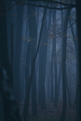 misty autumn forest in the morning	