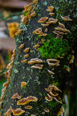 Stereum hirsutum growing on a moss-covered tree trunk illuminated by soft natural light in a forest habitat
