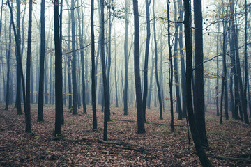 misty autumn forest in the morning	