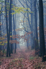 misty autumn forest in the morning