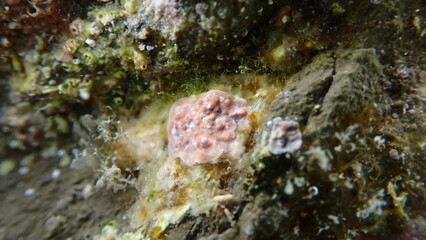 Coraline crust algae or paint weed (Lithophyllum incrustans) undersea, Ligurian Sea, Italy, Imperia