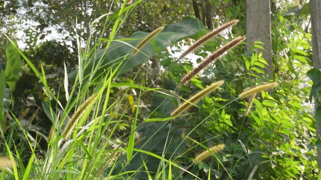 foxtail millet plants growing outdoors