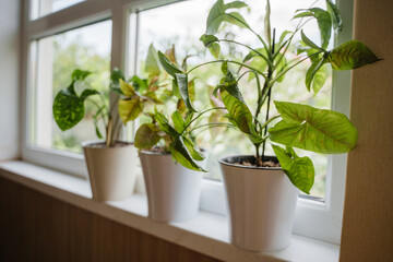 Naklejka premium Syngonium Indoor plants stand on the windowsill above the staircase. Beautiful green plants in white plastic pots. The Syngonium collection. Landscaping of houses, apartments and offices.