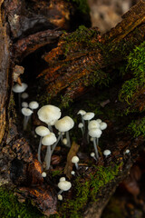 Fototapeta premium Close-up view of Parmelia sulcata and Hemimycena delectabilis growing on a decaying log in a temperate forest during early autumn