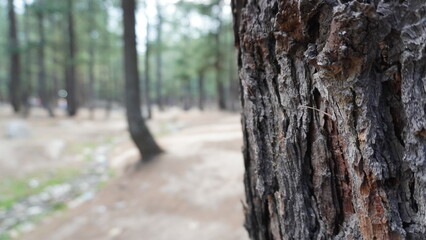 Close-up macro of pine tree bark texture in sharp focus with a soft forest setting bokeh, detail...