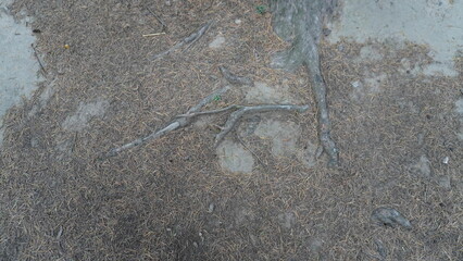 Close-up of thick, gnarled tree roots emerging from dark brown soil, showing an intricate network, foundation concept.