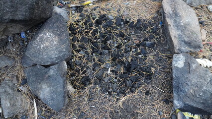 Close-up of charred black coals scattered across dry, golden pine needles and gray rocks, fire concept.