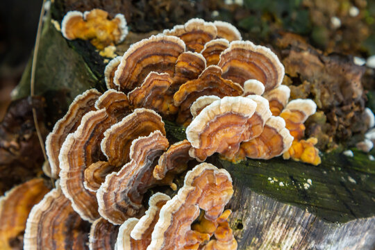 Hymenochaete rubiginosa growing on decaying wood in a forest habitat during a humid summer day