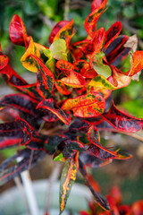 red and yellow flower