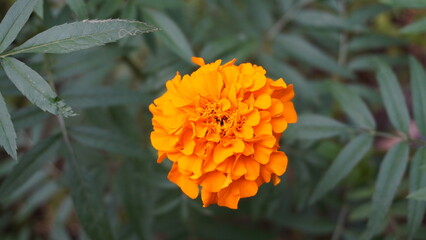 Close-up of a vibrant orange marigold flower in full bloom against a green bokeh background, richness concept.