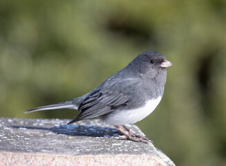 Dark-eyed junco