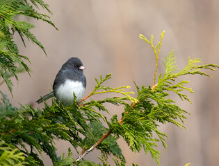 Dark-eyed junco