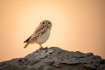little owl from UAE