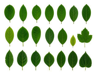 Collection of various green leaf shapes isolated against a black background