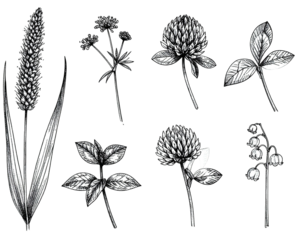 Intricate botanical illustration of various wildflowers and foliage in a monochromatic style
