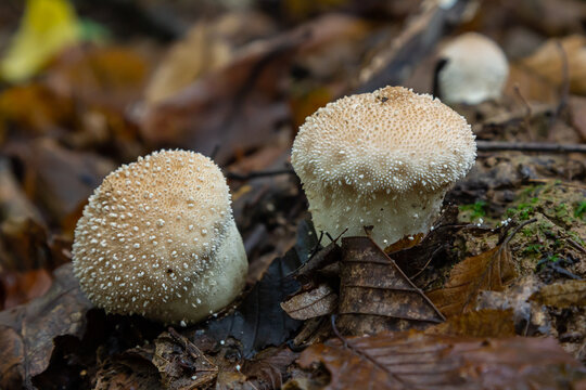 A detailed view of a Lycoperdon perlatum mushroom, also known as the common puffball, sitting on the forest floor. Its textured, round shape contrasts with the earthy surroundings