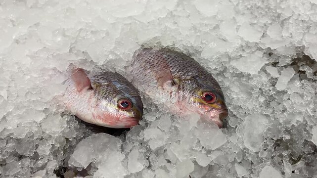 4k video footage of Fresh Commercial fusiliers fish or lutjaninae sold arranged on ice display. Fish caught by fishermen. Concept for whole healthy food, nutrition, omega-3, animal protein, seafood.