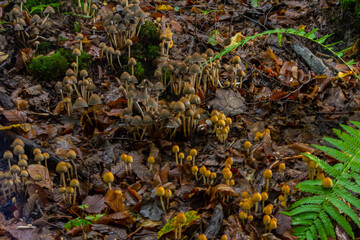 Sulphur tuft, Hypholoma fasciculare, or clustered woodlover on a dead tree