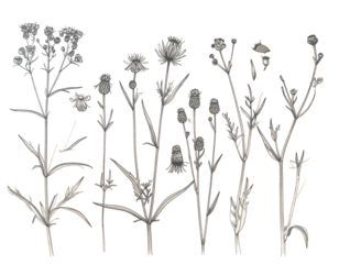 Digitized botanical illustration of various wildflowers and their delicate stems