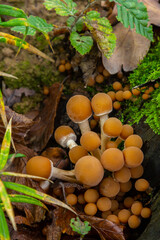 Stereum hirsutum and Psathyrella mushrooms grow in a forest setting surrounded by leaves and moss during autumn