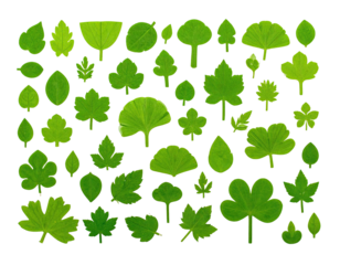 A collection of various green leaves with diverse shapes, on a contrasting black background