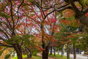 赤く色づいた公園のモミジ