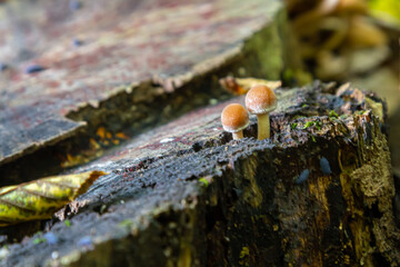 Calocera viscosa and Psathyrella mushrooms growing on a decaying log in a natural woodland environment during autumn