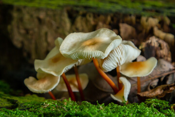 Cortinarius rubellus and Gymnopus mushrooms growing among moss in a forest during autumn